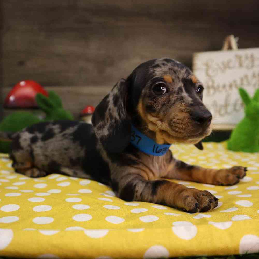 carousel pet images