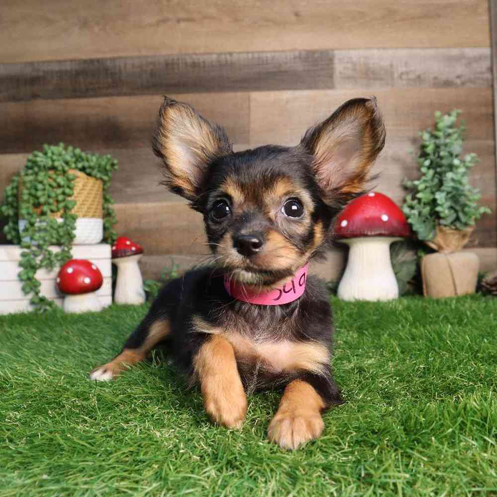carousel pet images