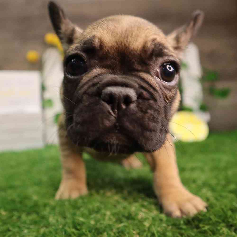 Female French Bulldog Puppy for Sale in Blaine, MN