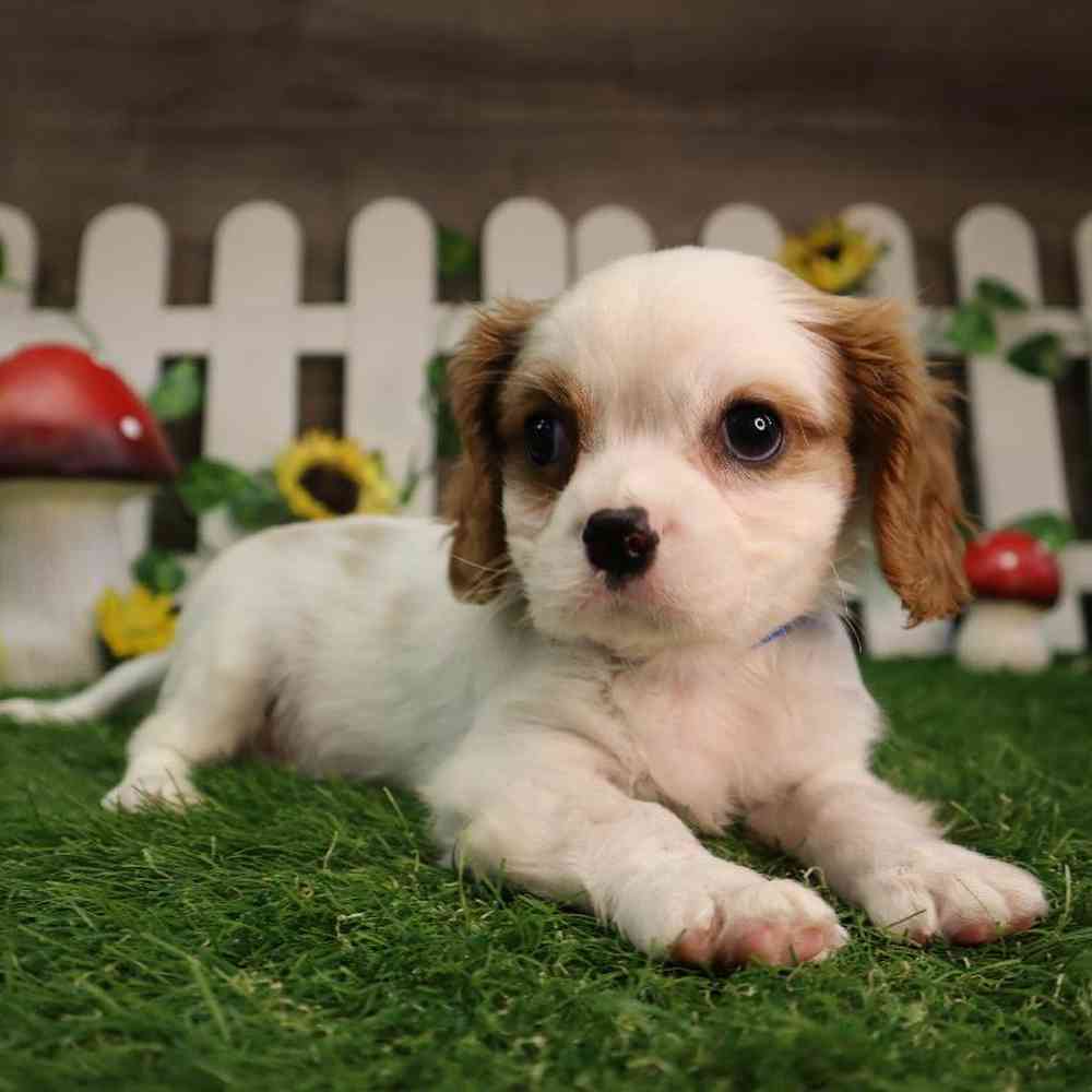 Male Cavalier King Charles Spaniel Puppy for Sale in Blaine, MN