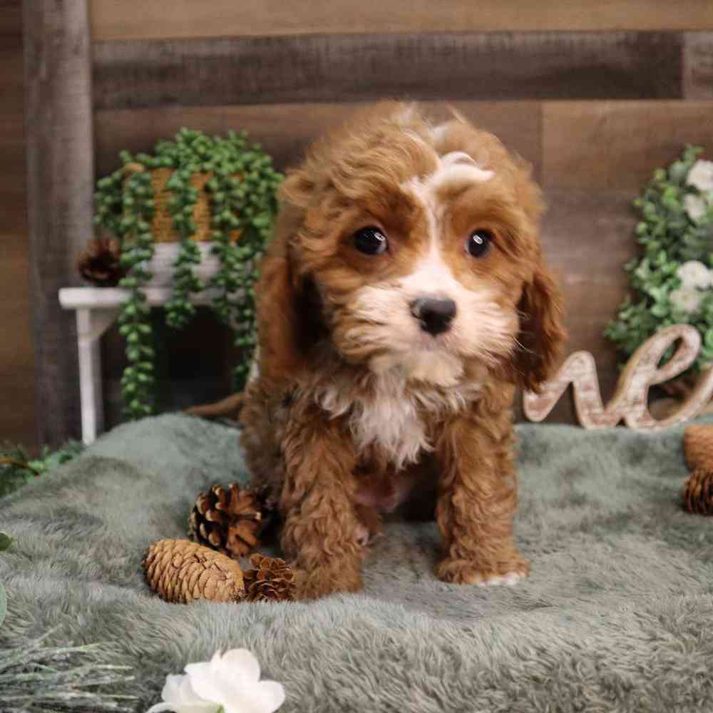carousel pet images