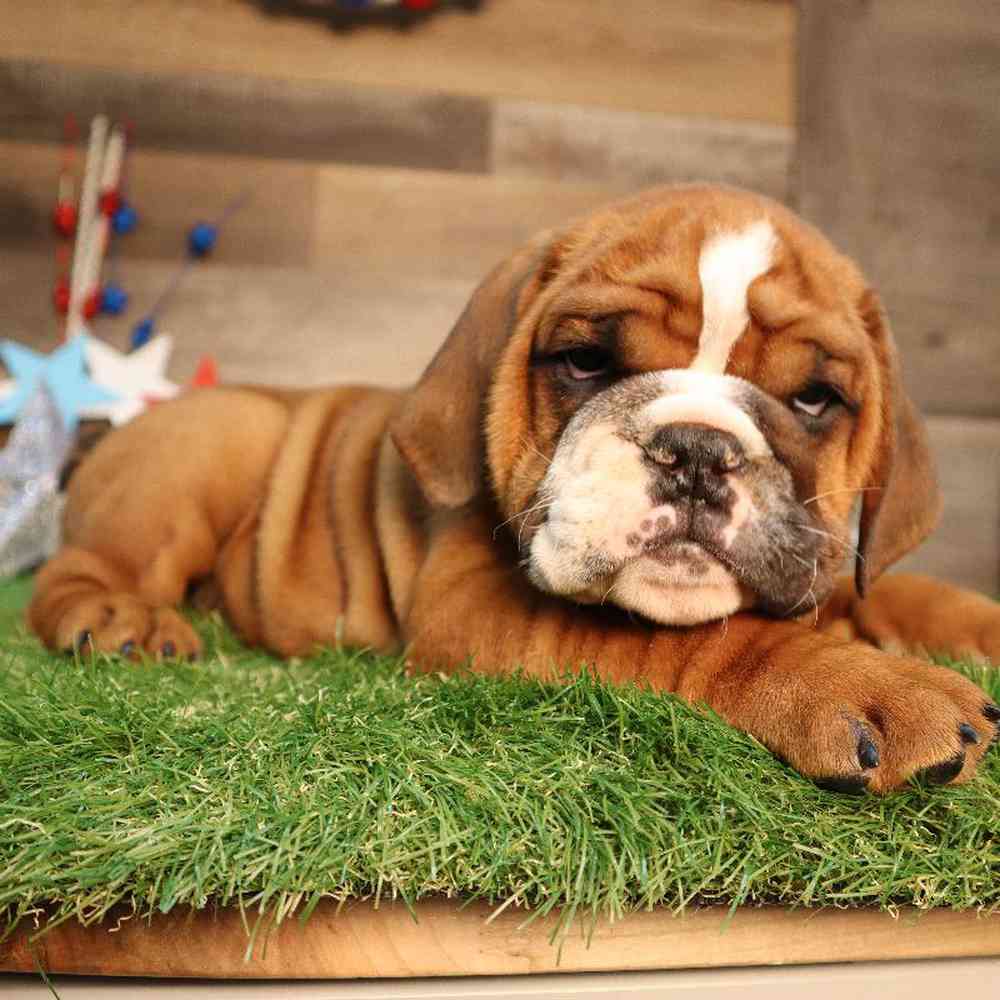 carousel pet images