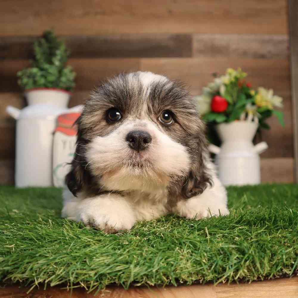 carousel pet images