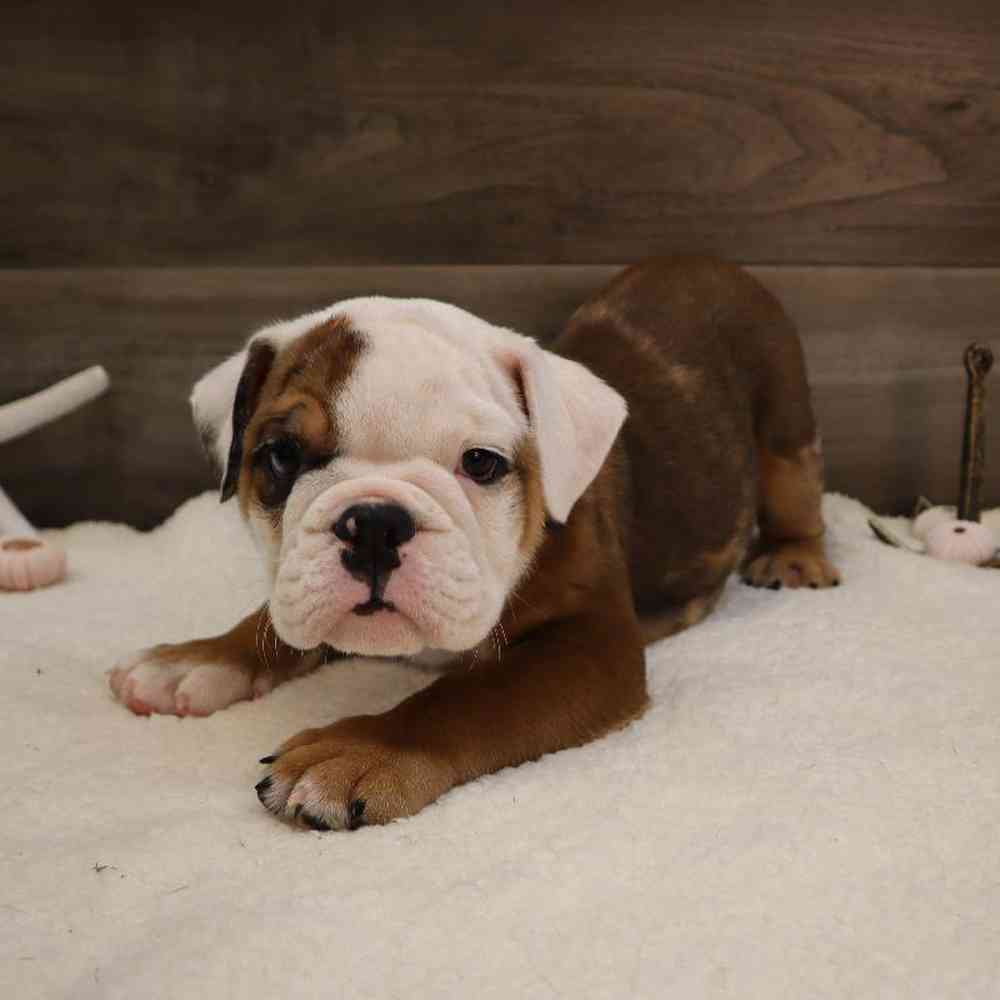 Male English Bulldog Puppy for sale