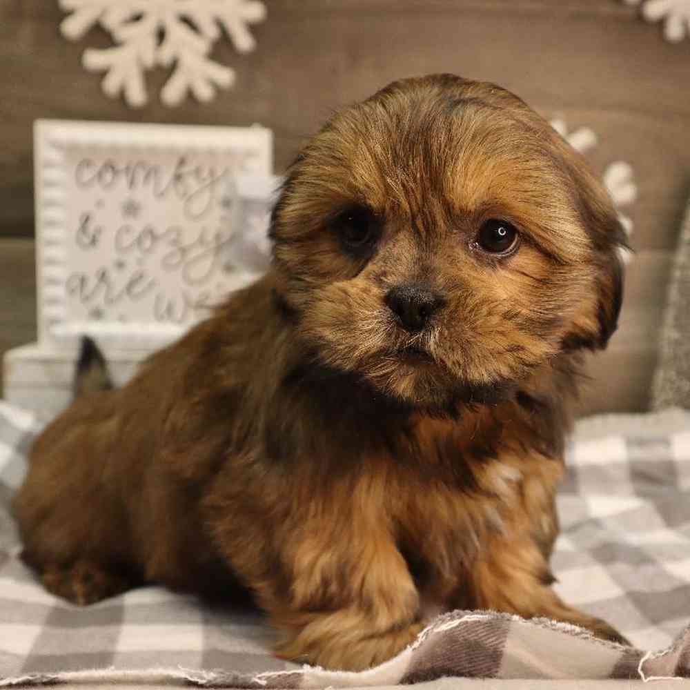 Female Lhasa Shorkie Puppy for Sale in Blaine, MN