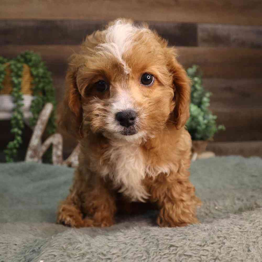 carousel pet images