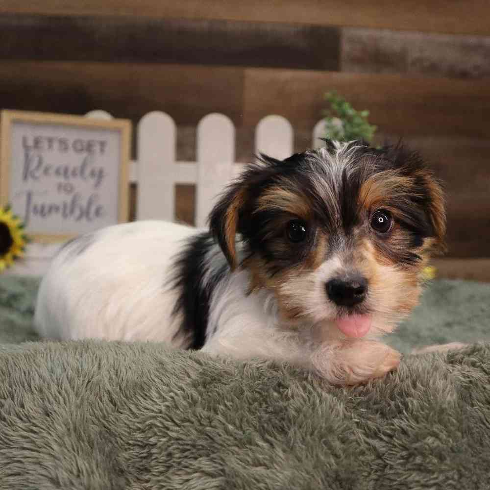 carousel pet images