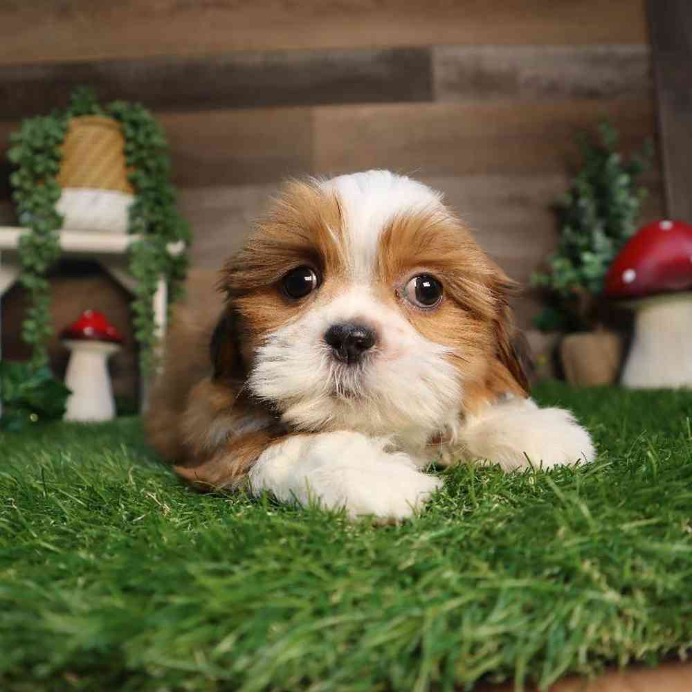 carousel pet images