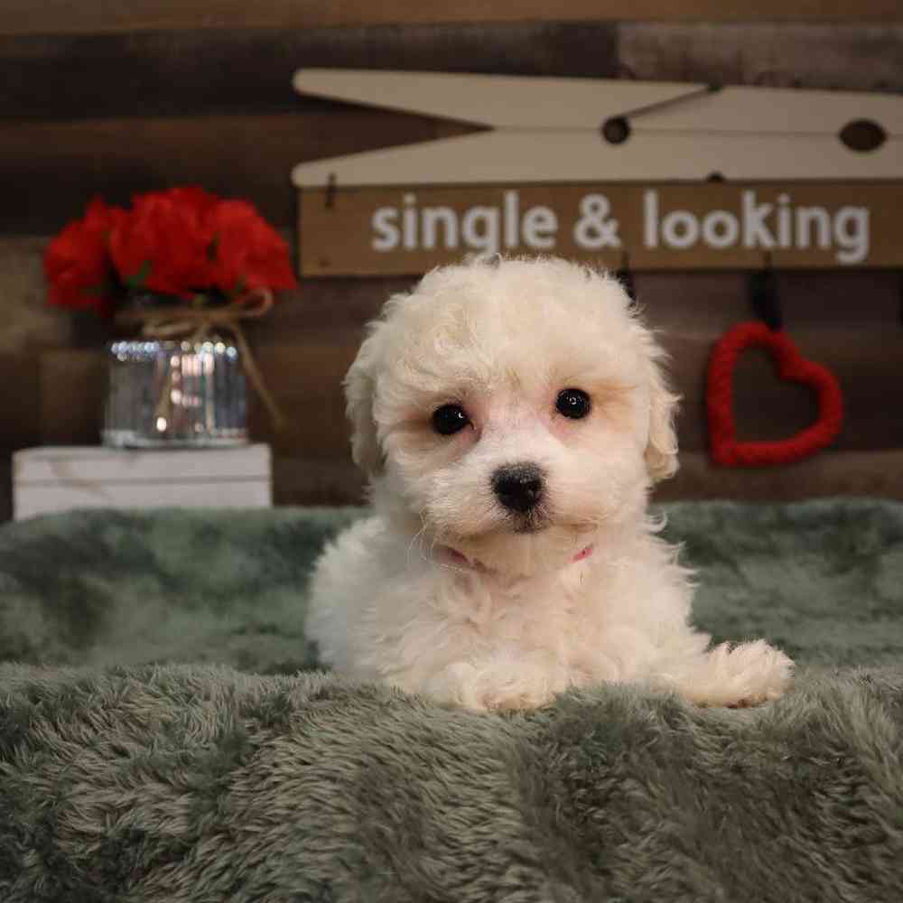 Female Bichon Frise Puppy for Sale in Blaine, MN