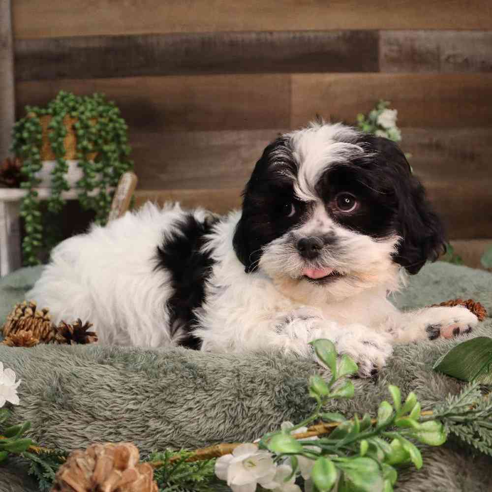 carousel pet images