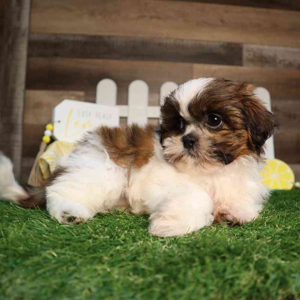 carousel pet images