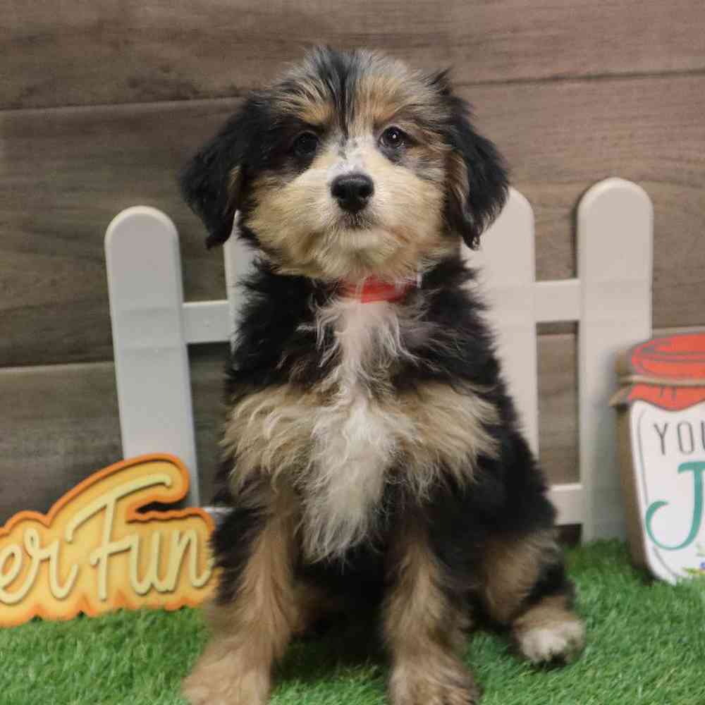 carousel pet images