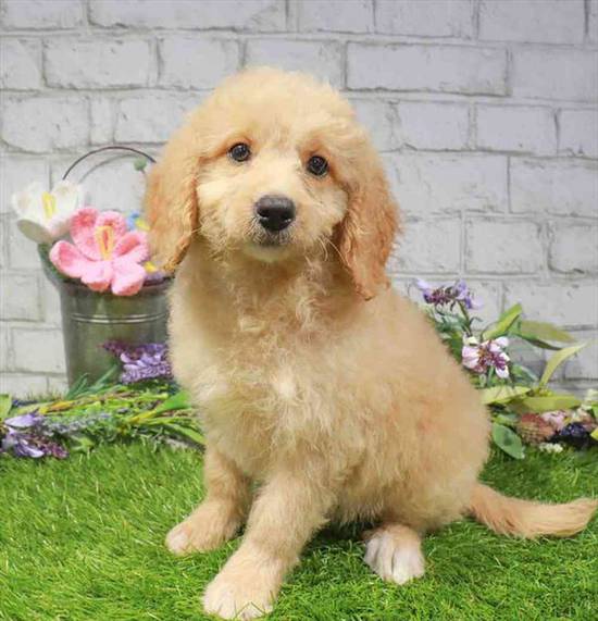 Daisy