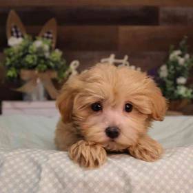 Maltipoo