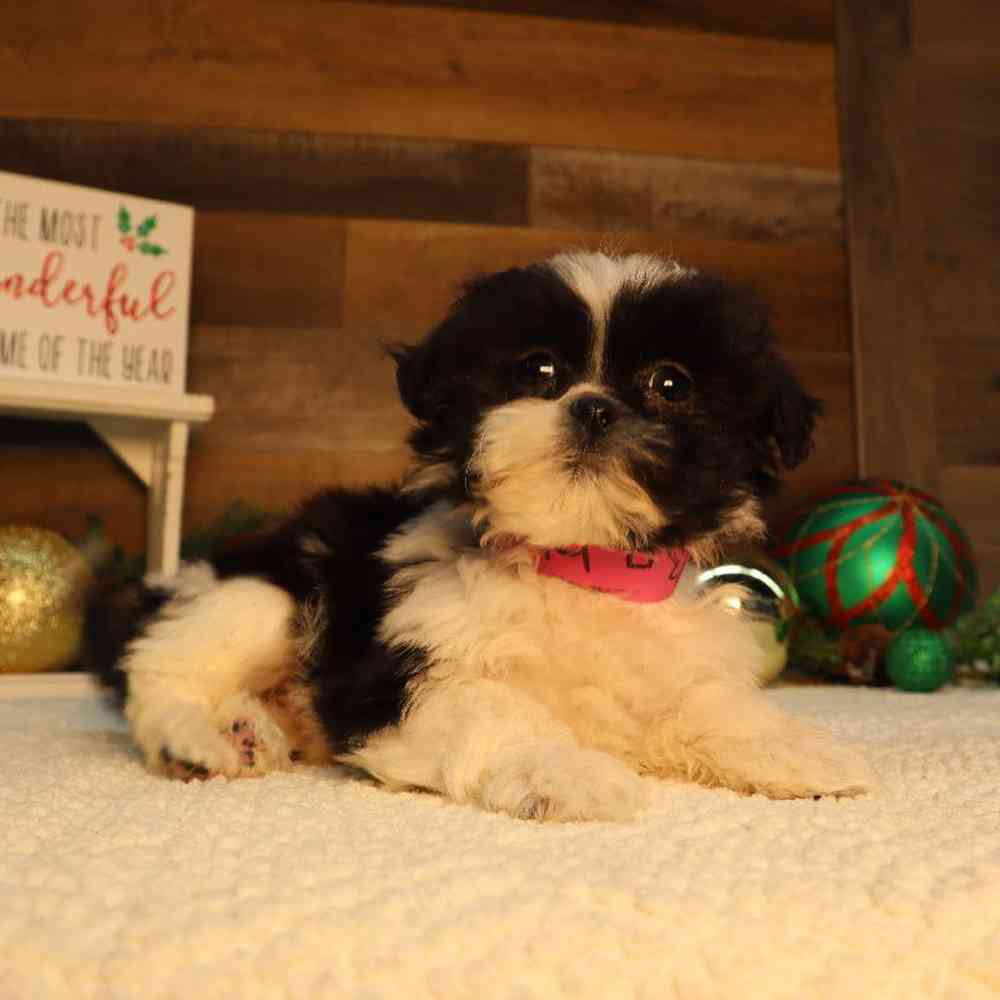 carousel pet images
