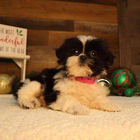 Teddy Bear