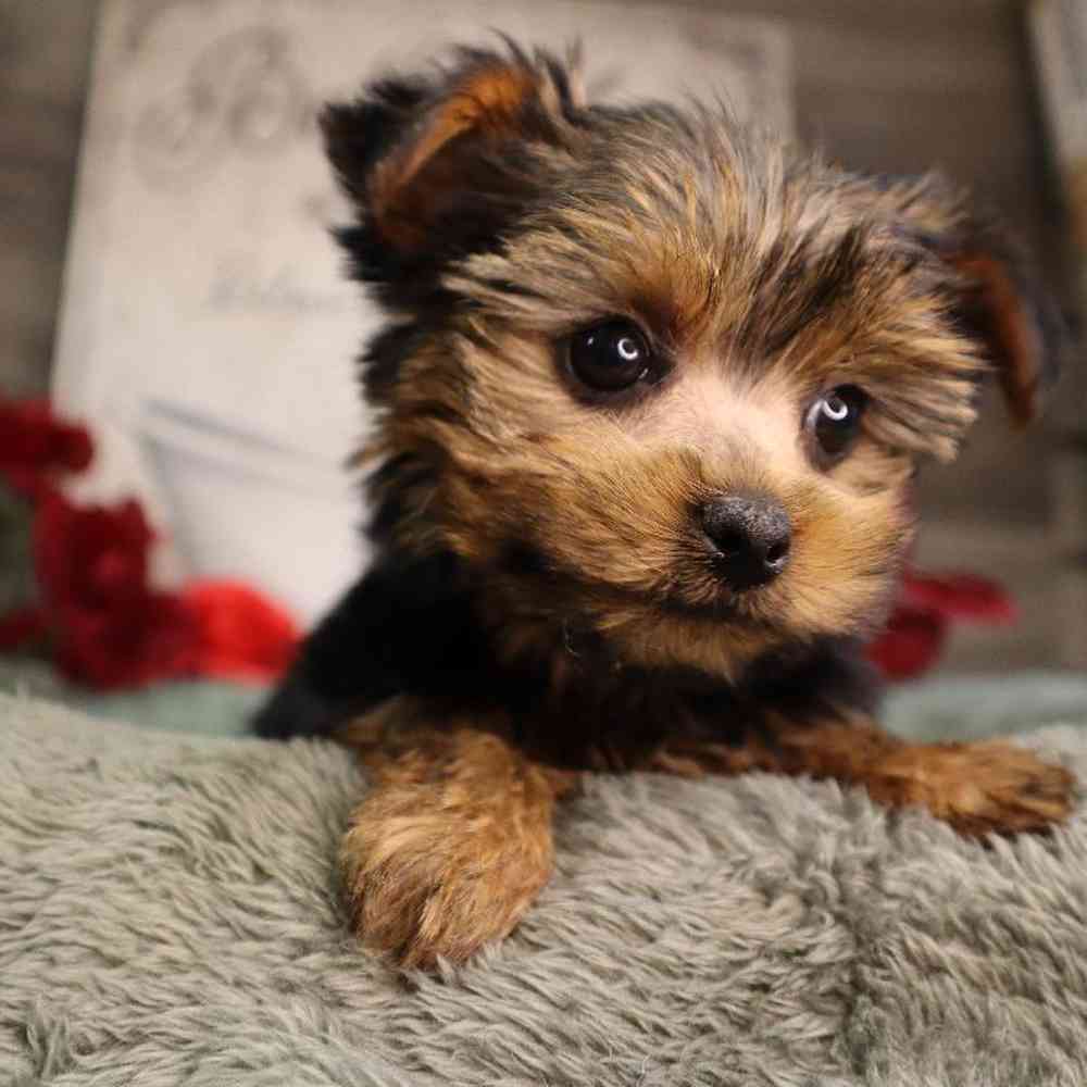 Female Yorkshire Terrier Puppy for Sale in Blaine, MN