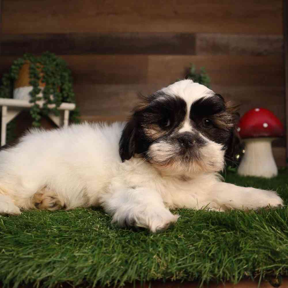 carousel pet images