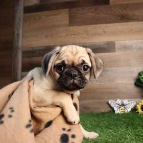 Puggle