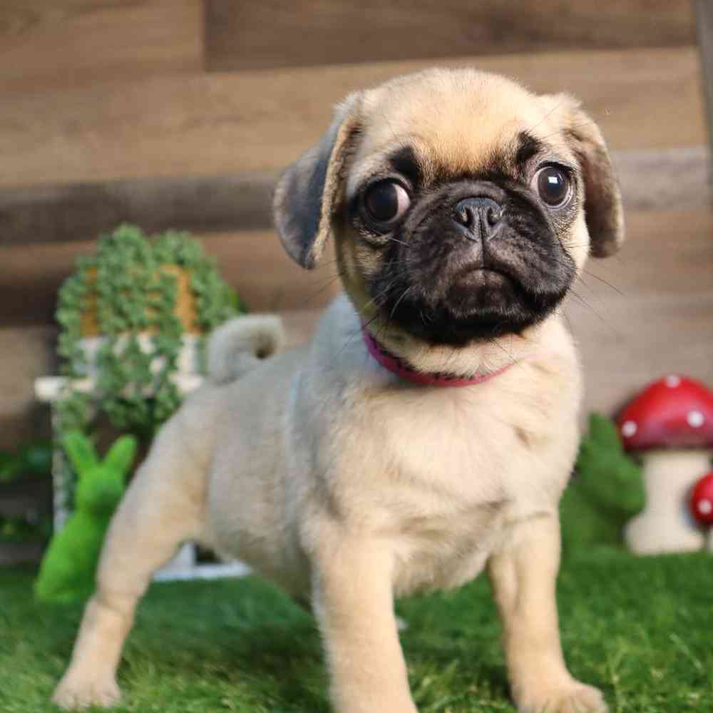 Image of a pet breed in the gallery