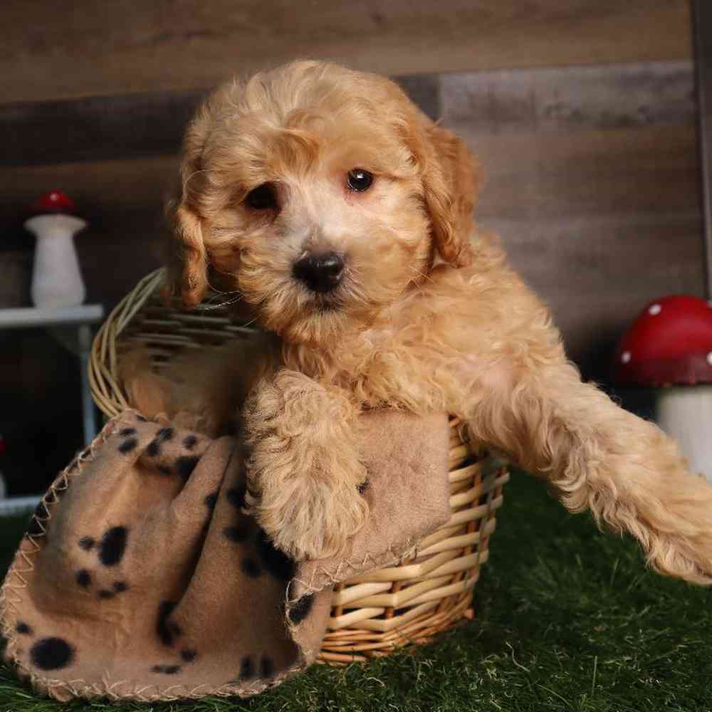 carousel pet images