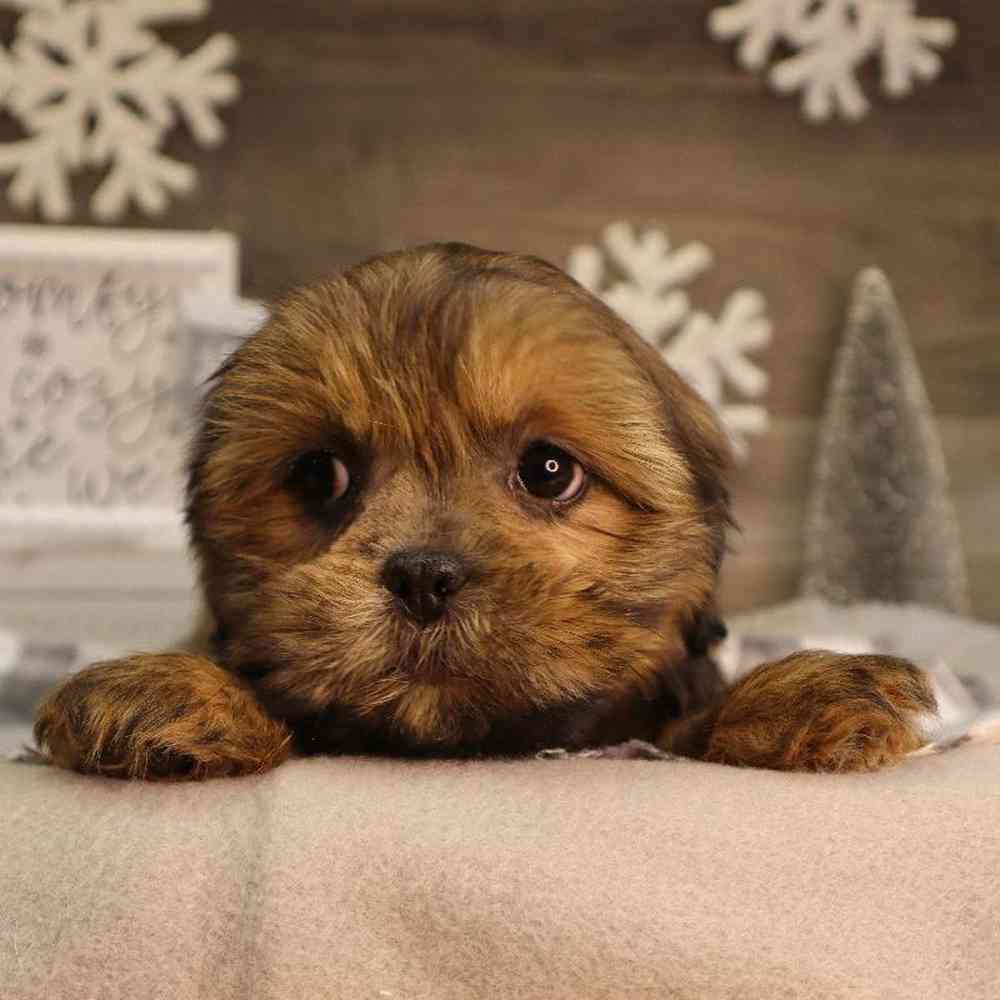 Female Lhasa Shorkie Puppy for Sale in Blaine, MN