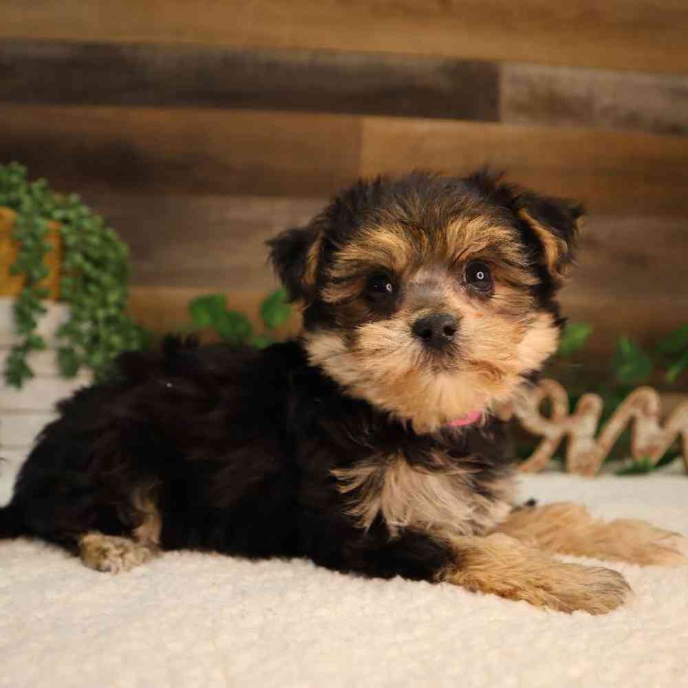 Female Morkiechon Puppy for Sale in Blaine, MN