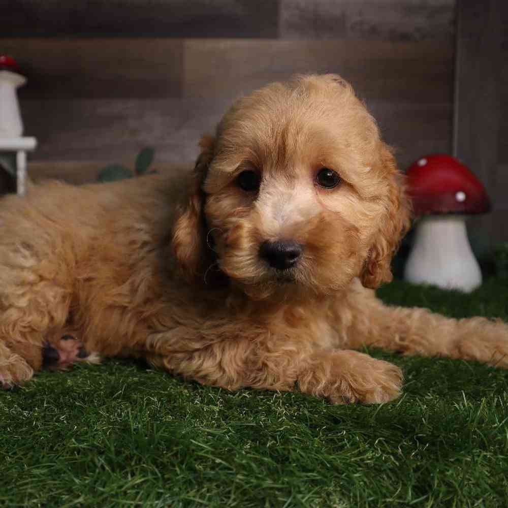 carousel pet images