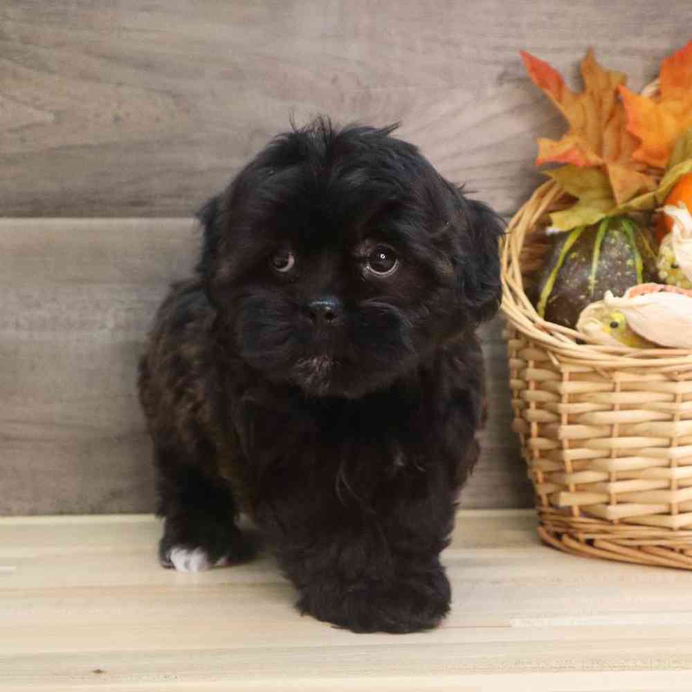 Female Teddy Poo Puppy for sale