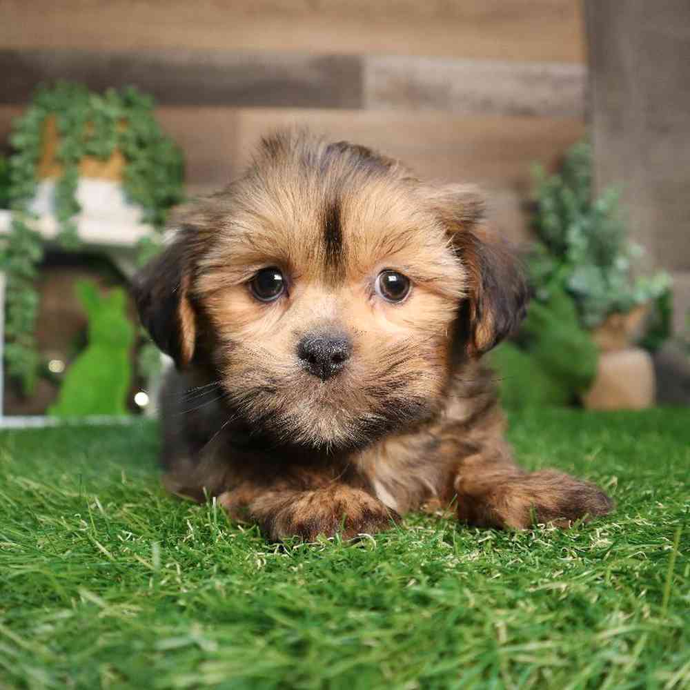 Male Shorkie Puppy for Sale in Blaine, MN