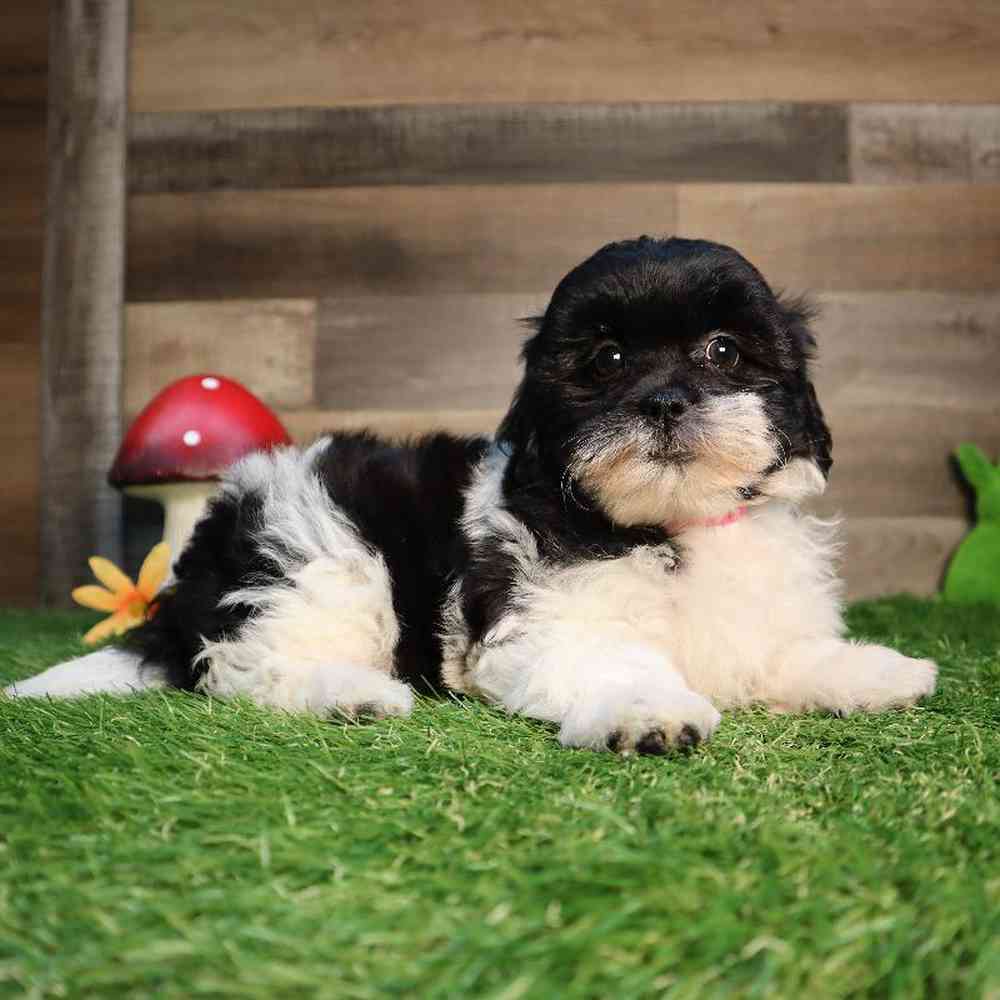 carousel pet images