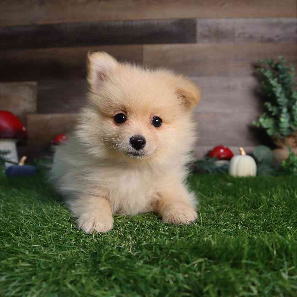 carousel pet images