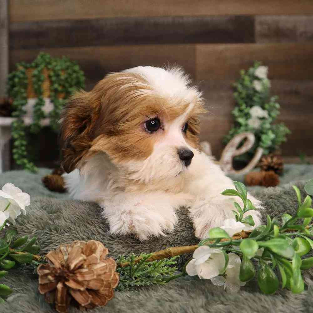 Female Teddy Bear Puppy for Sale in Blaine, MN