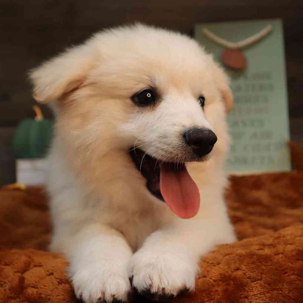 carousel pet images