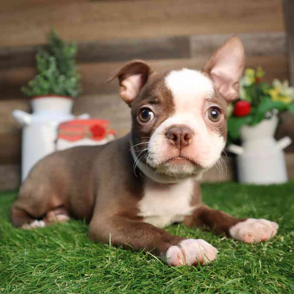 carousel pet images
