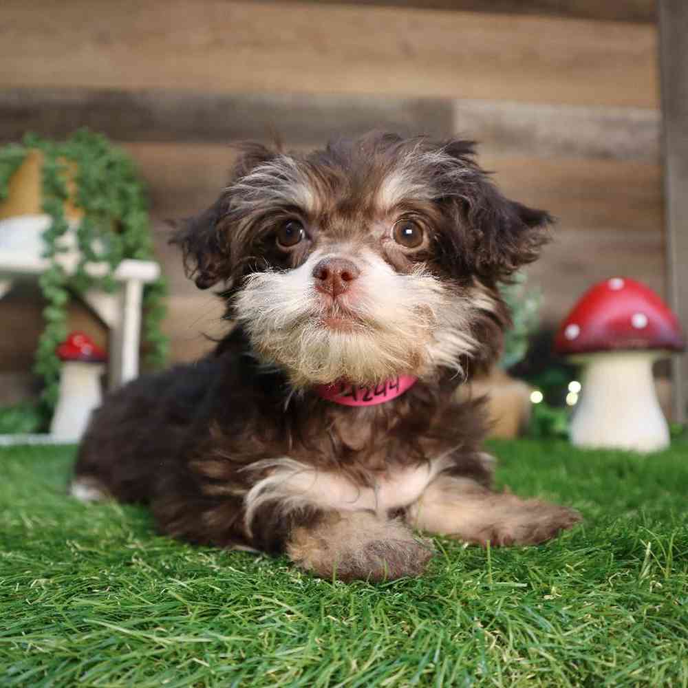 carousel pet images