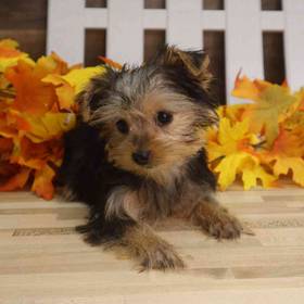 Yorkshire Terrier