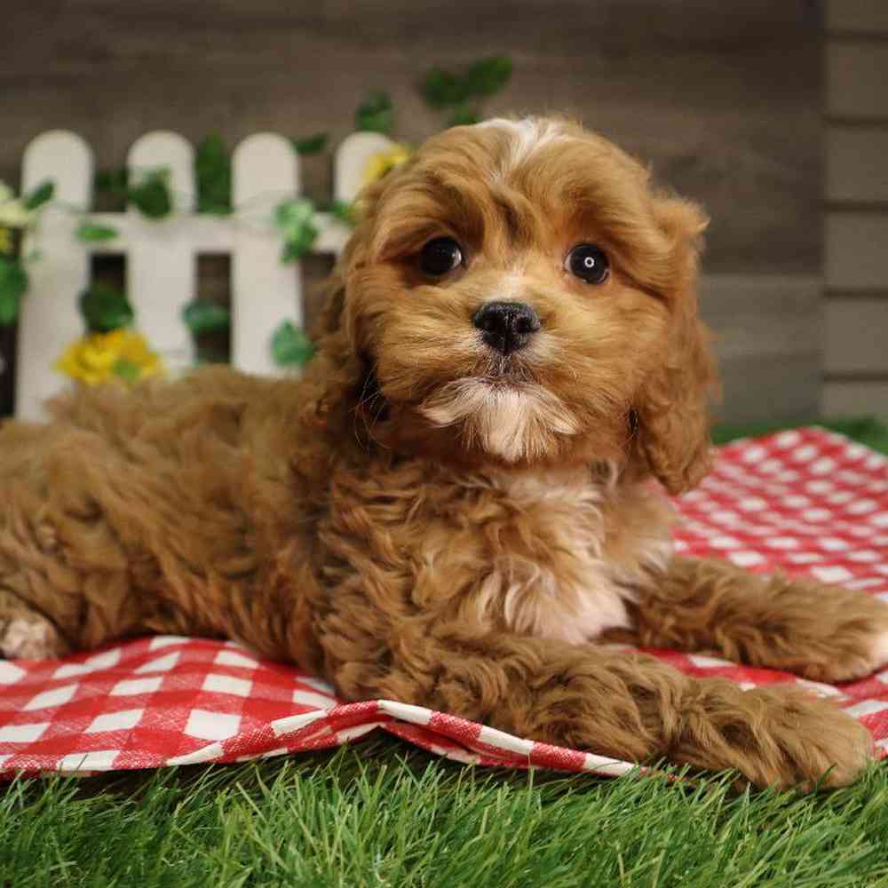 carousel pet images