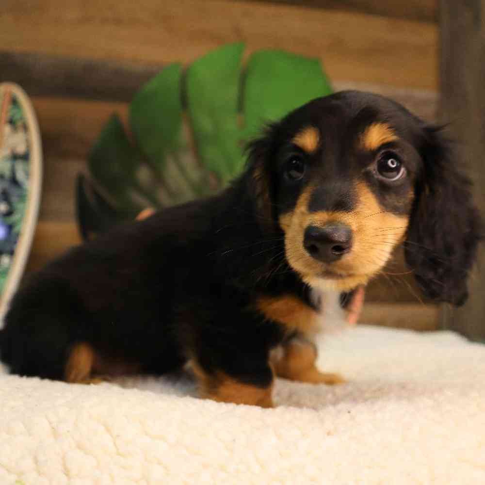 Male Dachshund Puppy for Sale in Blaine, MN