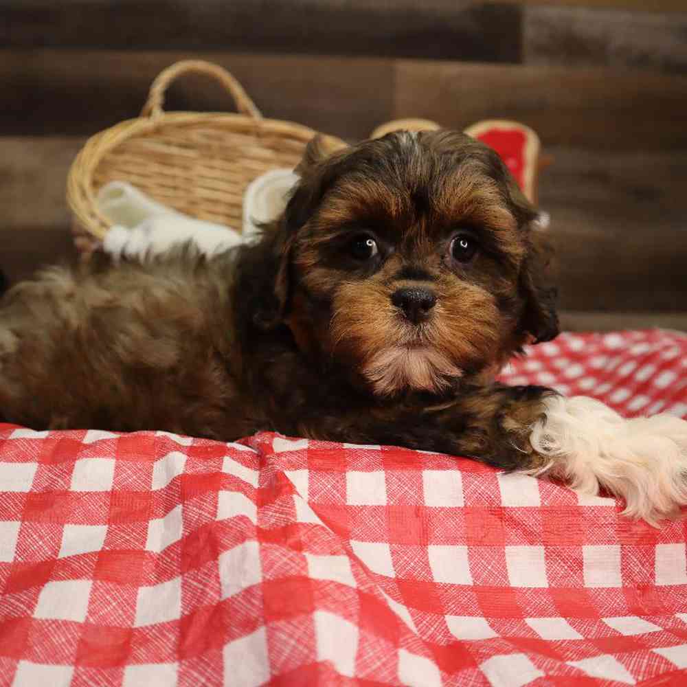 carousel pet images