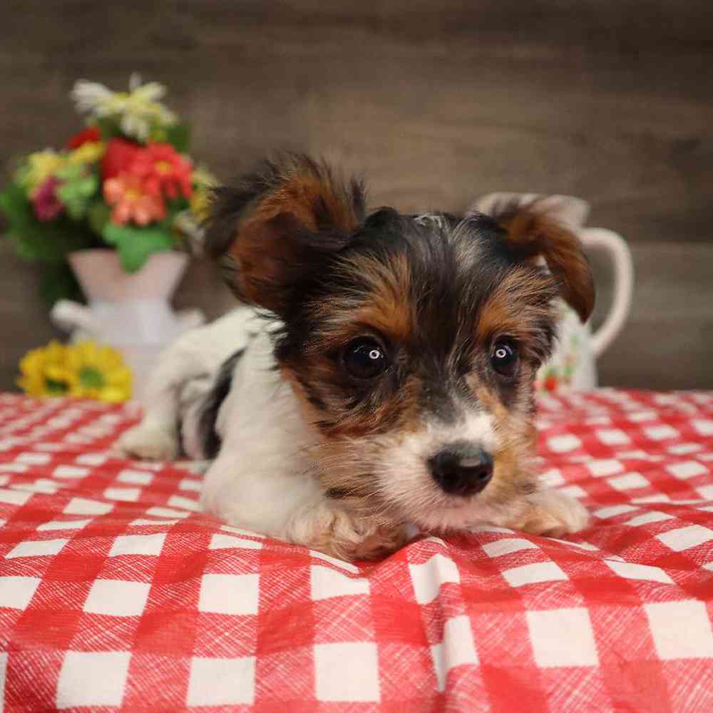 carousel pet images