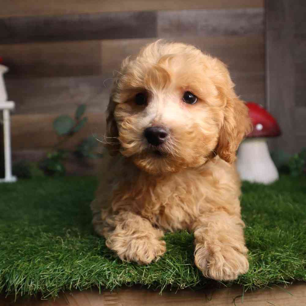 carousel pet images