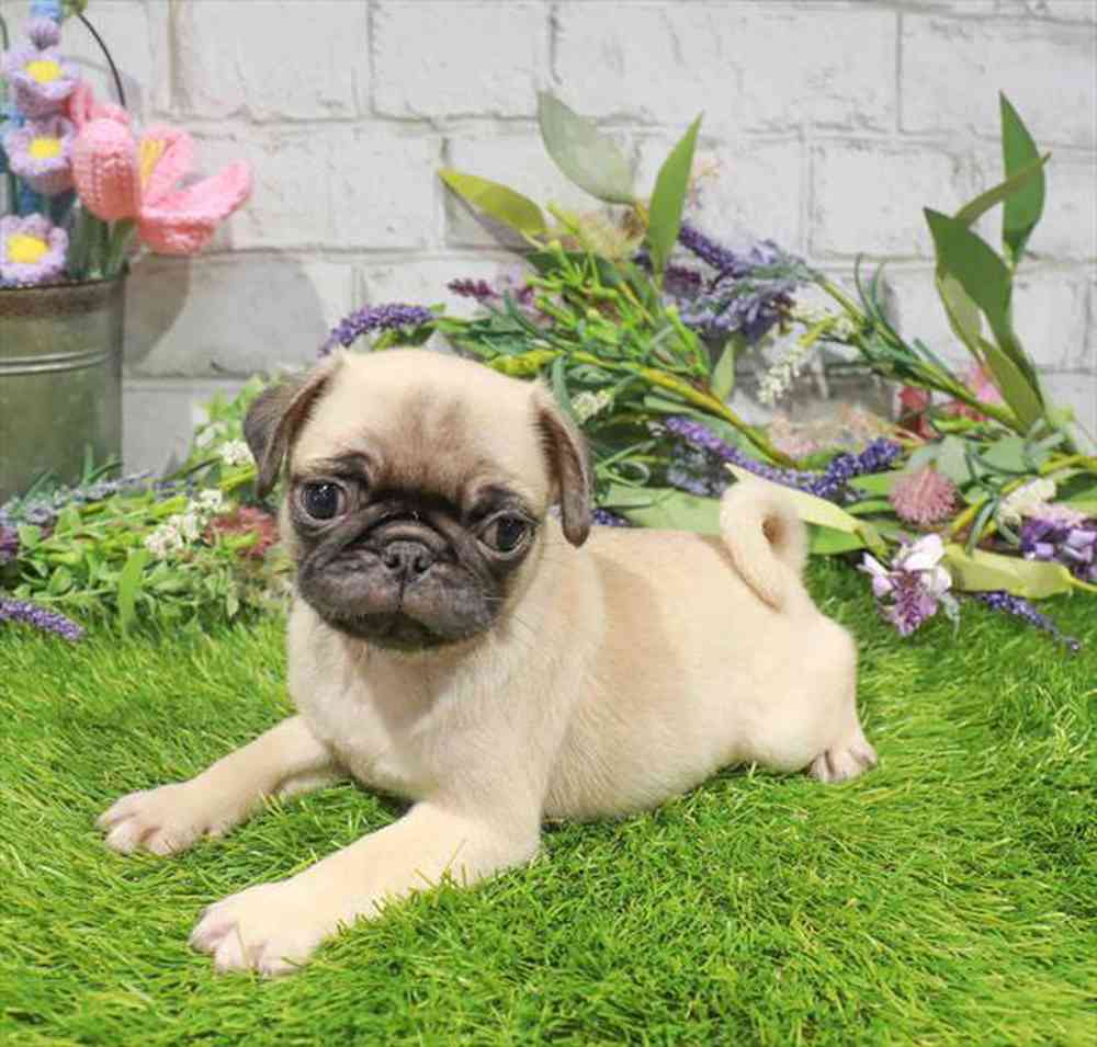 carousel pet images