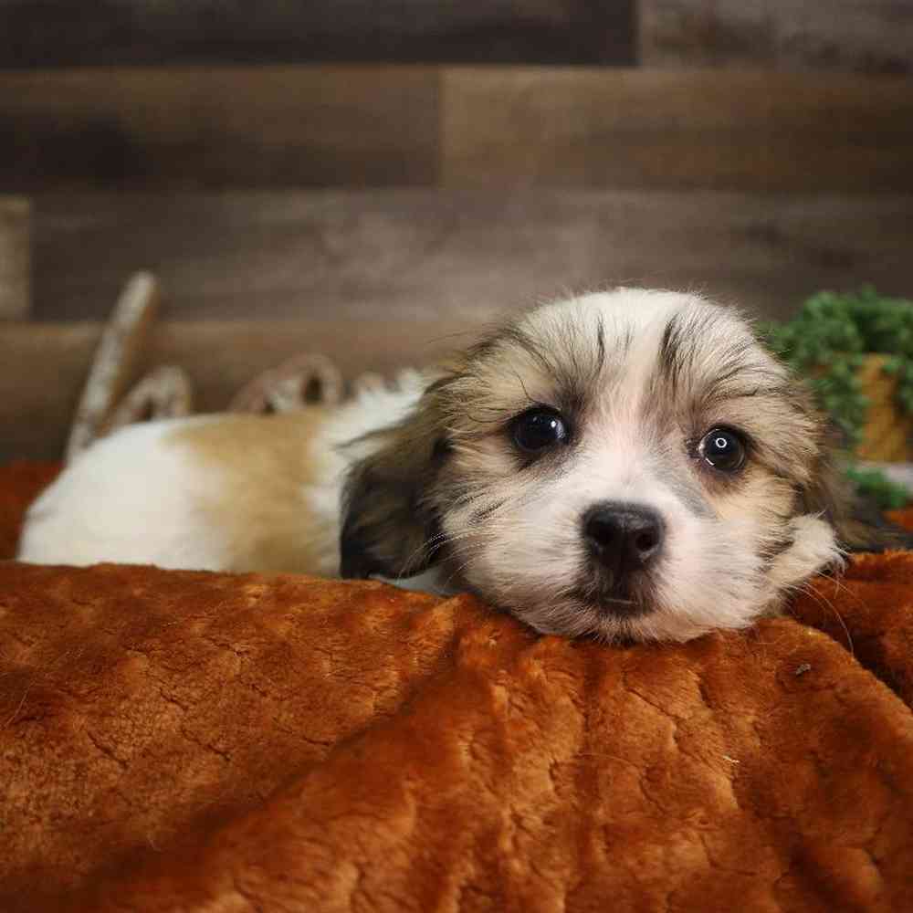 carousel pet images