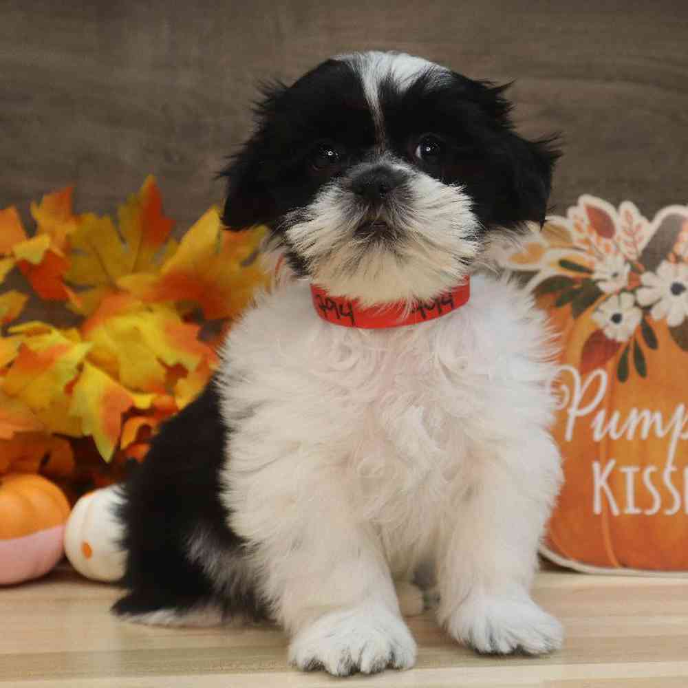 Male Shih Tzu Puppy for sale