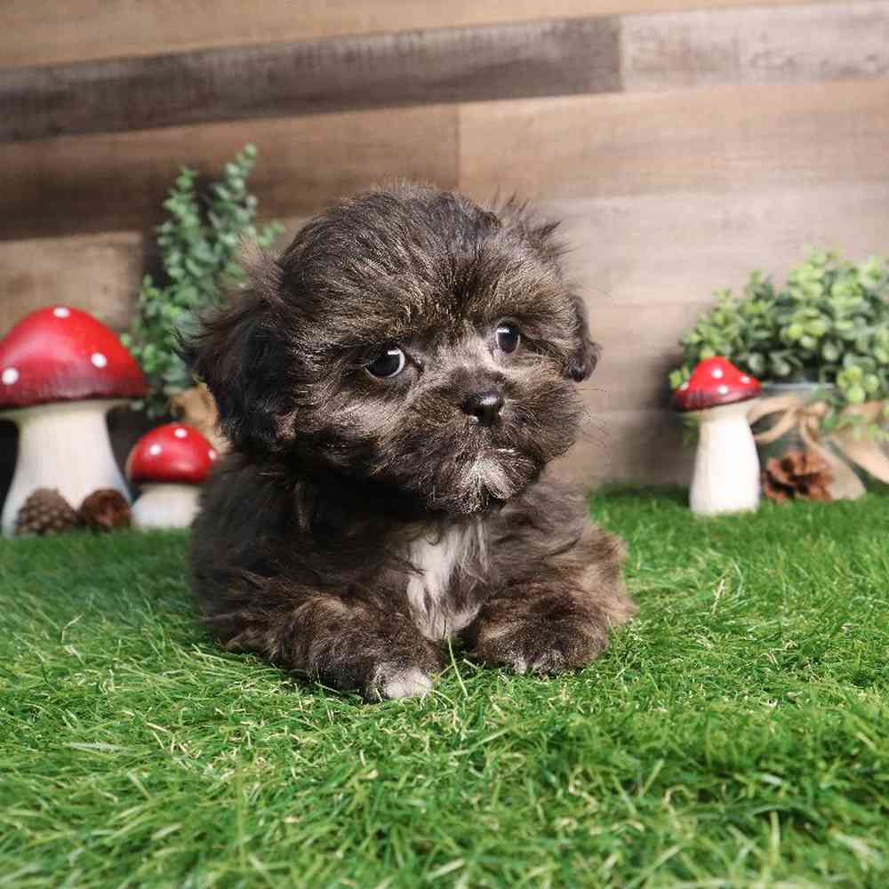 carousel pet images
