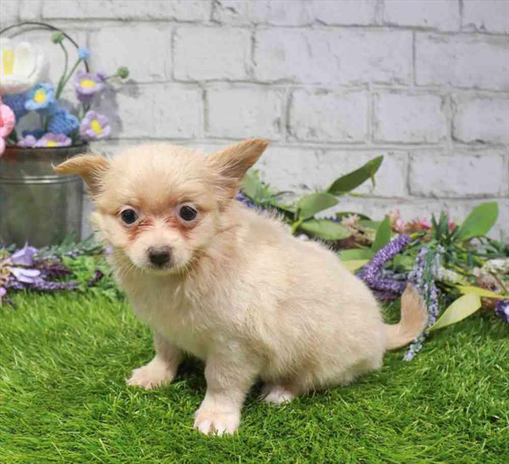 carousel pet images