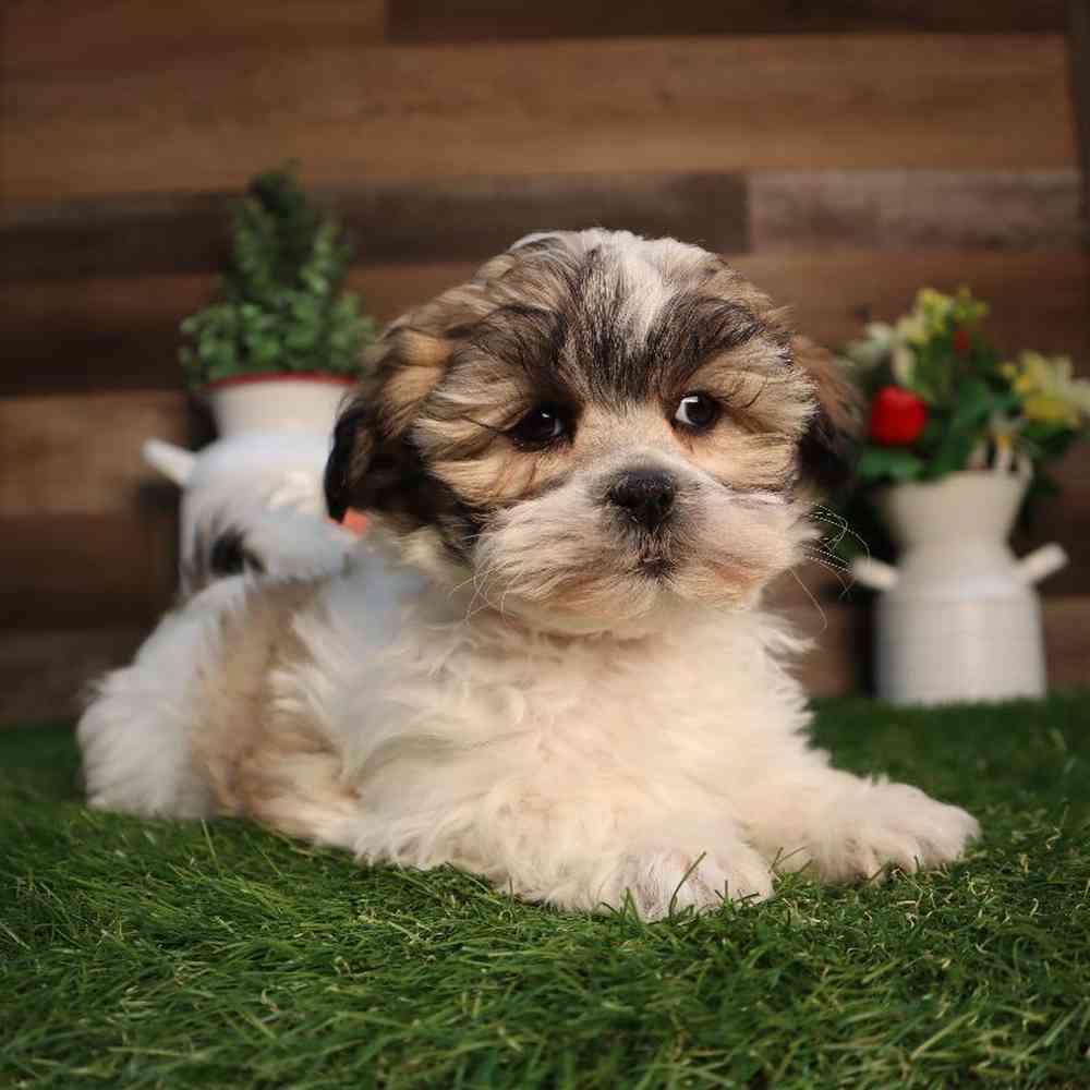 Female Teddy Bear Puppy for Sale in Blaine, MN