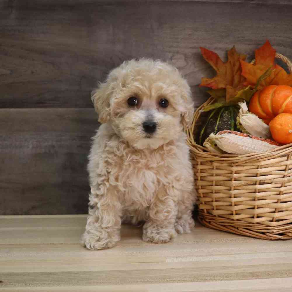 Male Bichon-Poo Puppy for sale