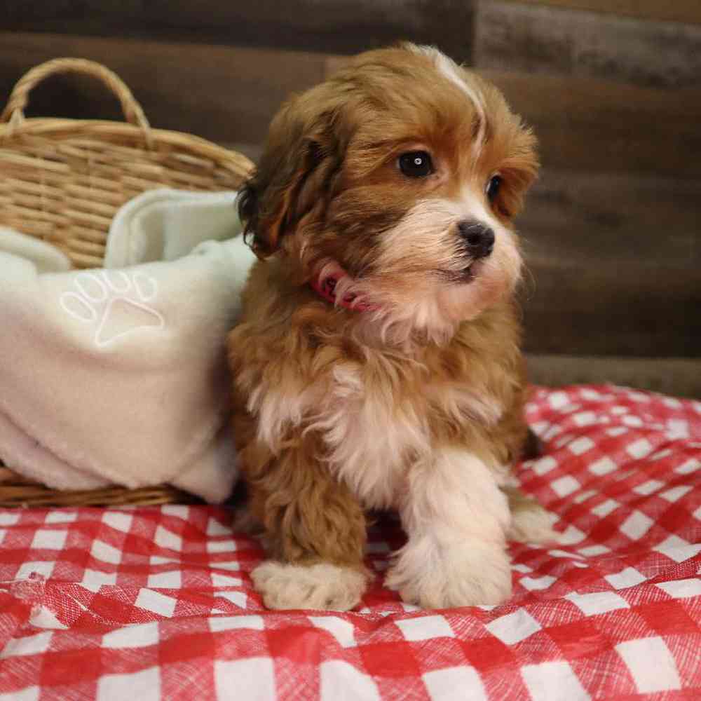 carousel pet images